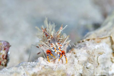 トゲツノメエビ