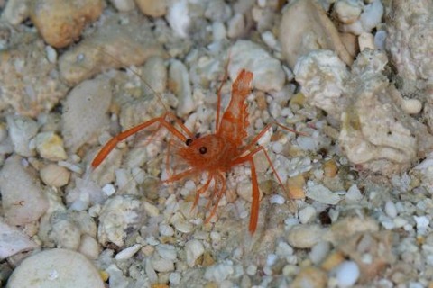 シノノメスベスベオトヒメエビ