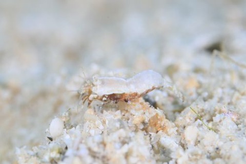 エビジャコ科の1種