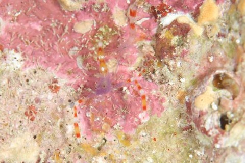 ステノプス・テヌイロストリス