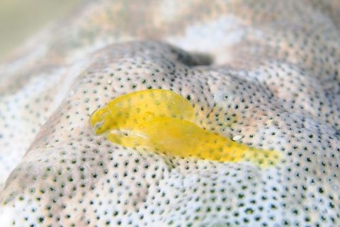 Periclimenaeus storchi