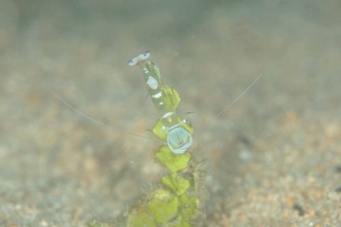 オドリカクレエビ