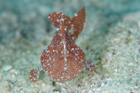 ヒメヒラタカエルアンコウ