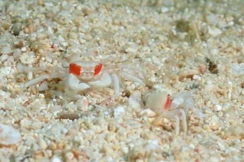 ケブカガニ科の1種