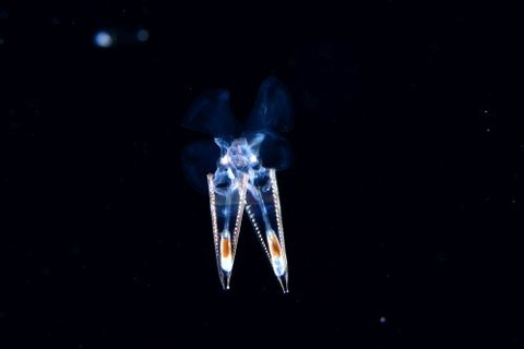 刺激的な水中生物