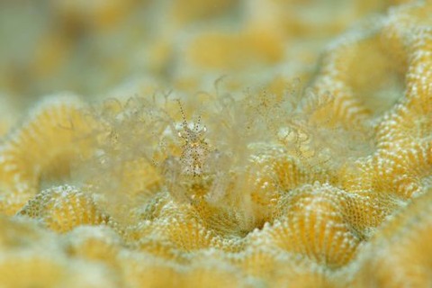 クビナシアケウス