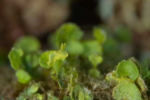 サフランイロウミウシ