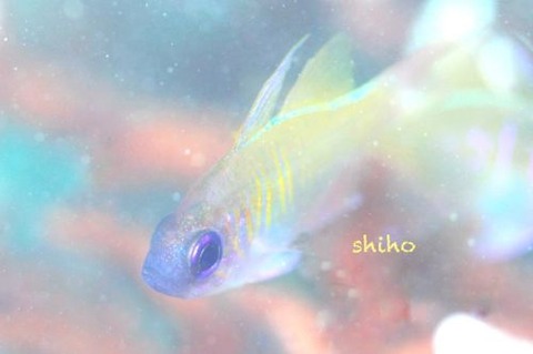 イトヒキテンジクダイ