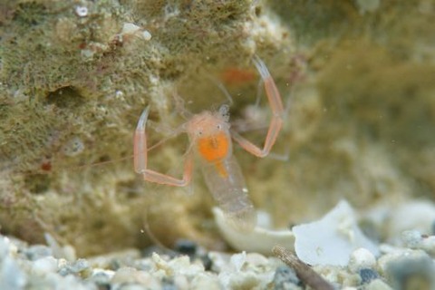 ベニマトイサンゴヒメエビ