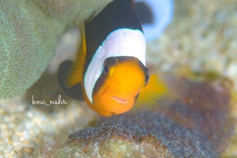 トウアカクマノミ