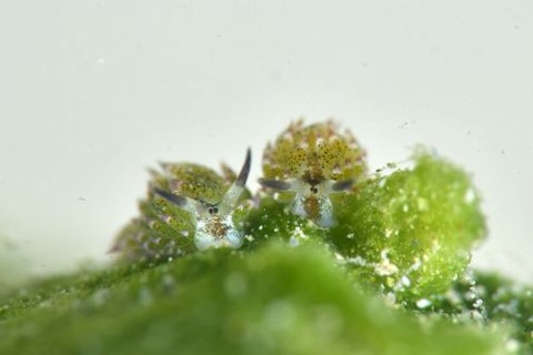 クサイロモウミウシ