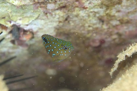 ルリホシスズメダイ