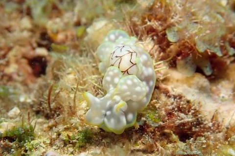 コンシボリガイ