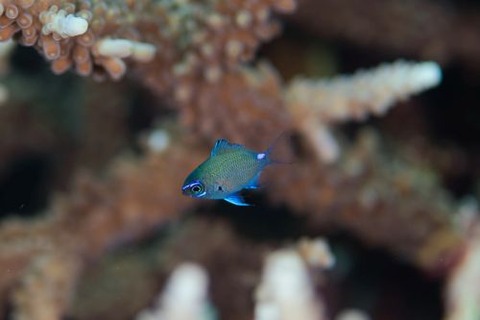 アマミスズメダイ