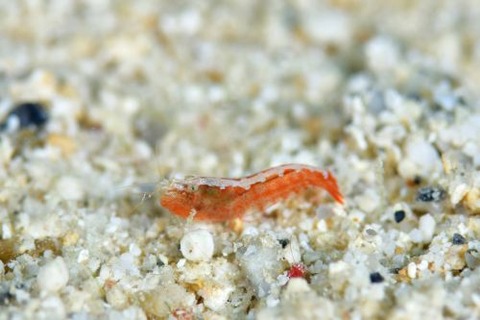 トゲテッポウエビ