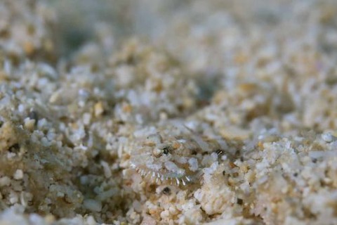 ヒゲモジャハゼ