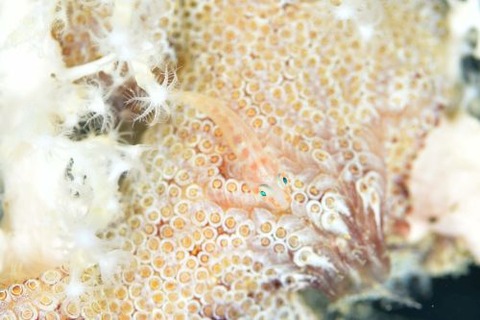 ウミショウブハゼ属の1種