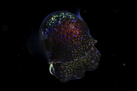 刺激的な水中生物