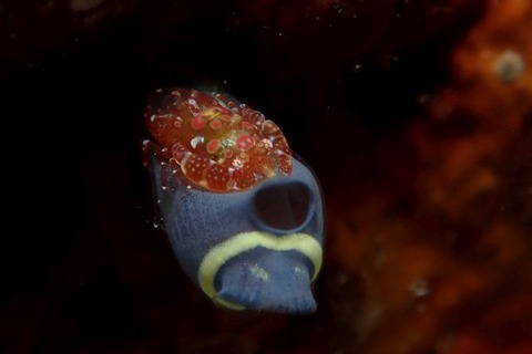 ホヤカクレエビ