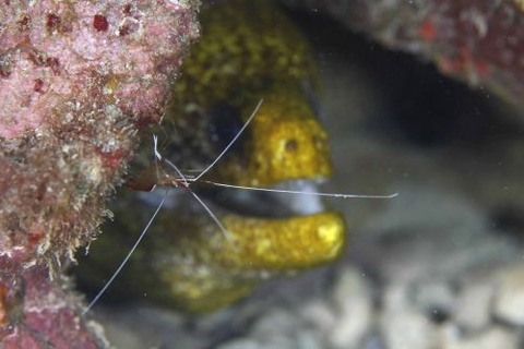 アカシマシラヒゲエビ