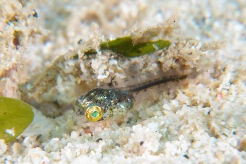 ハタタテギンポ