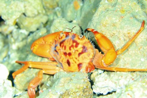 オオハシカルパガザミ