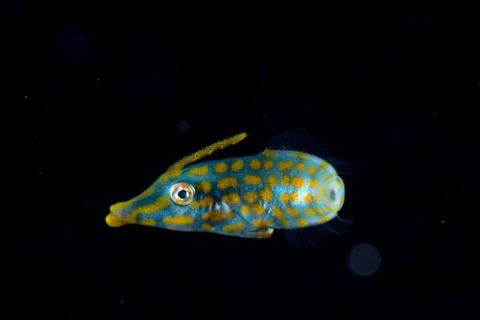 刺激的な水中生物