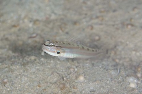 サラサハゼ属の1種