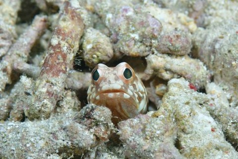 ホシカゲアゴアマダイ