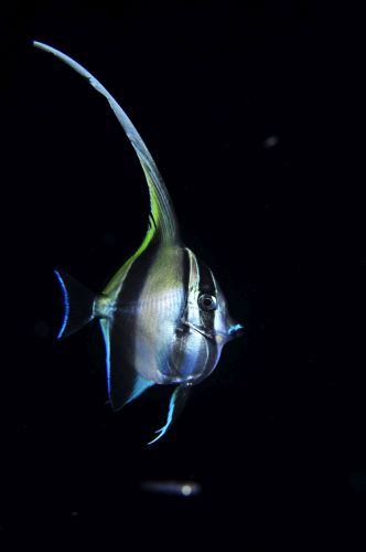 刺激的な水中生物