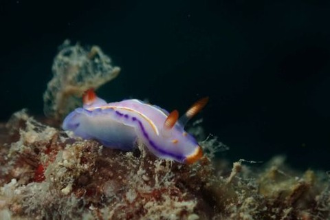 ハナイロウミウシ