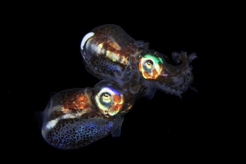 刺激的な水中生物