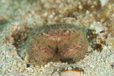 オウギガニ科の1種