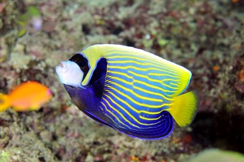 タテジマキンチャクダイ