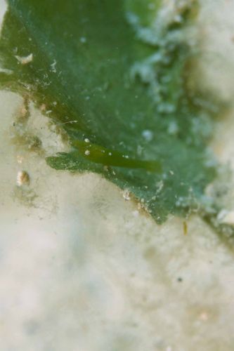 ヒラツノモエビ