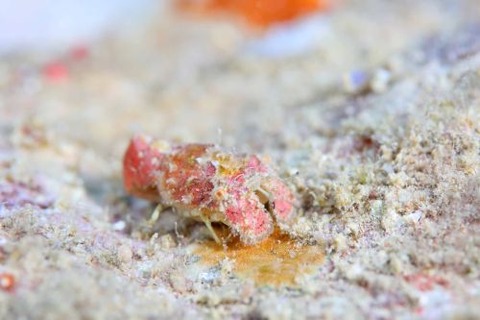 セミエビ科の1種