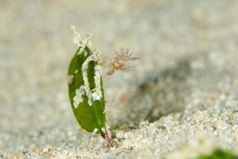 フィコカリス・シムランス