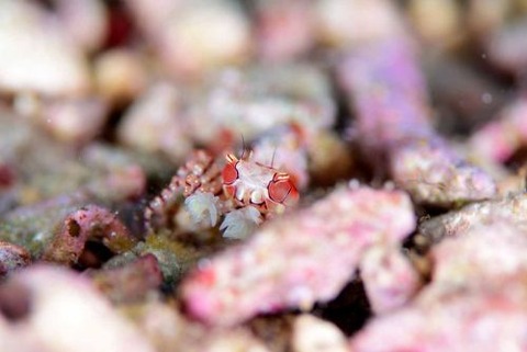 キンチャクガニ