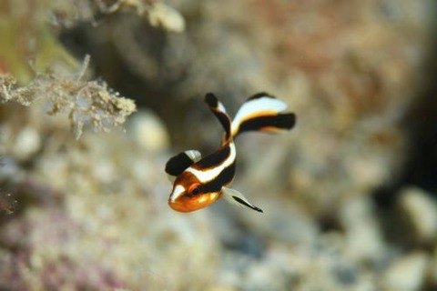 ヒレグロコショウダイ