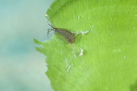 ヨコエビのなかま