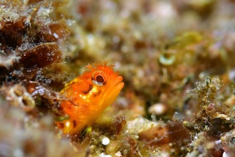 ハダカコケギンポ