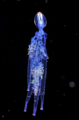 刺激的な水中生物