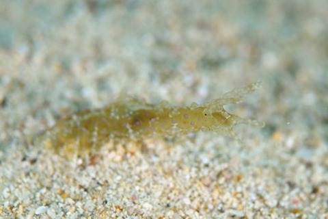 フサウミナメクジ