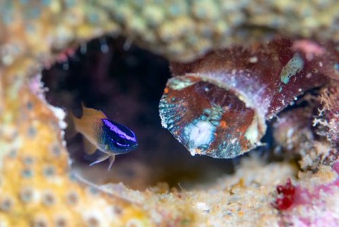 レモンスズメダイ