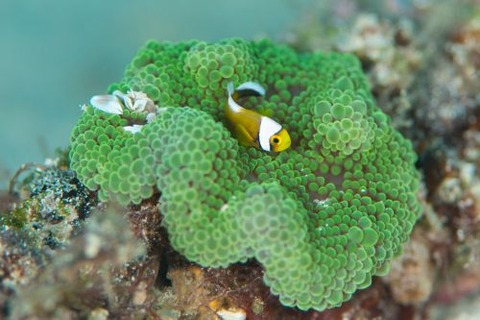 トウアカクマノミ