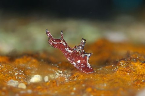 クロヘリアメフラシ