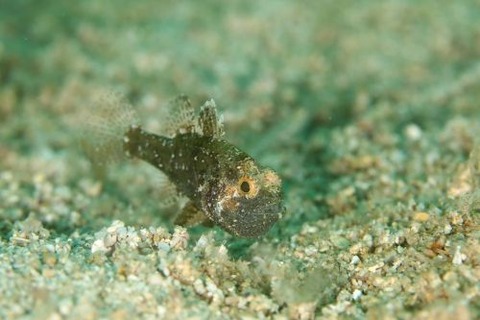 タイワンマトイシモチ