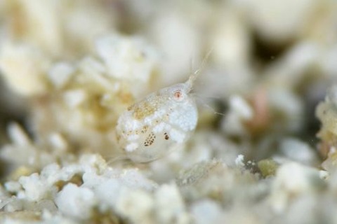 オキナワホテイヨコエビ