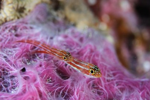 タテジマヘビギンポ