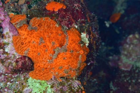 オオモンカエルアンコウ